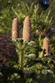 Abies cephalonica 0 Jodła grecka